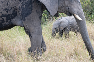 Elephant calf with mother