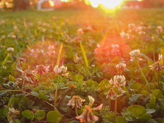 Flower cloesup on grass field sunset