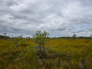 beautiful swamp lakes, swamp moss and grass, small swamp pines, beautiful cloud reflections in the water