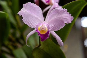 orquidea