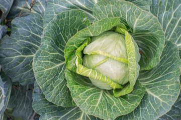 Fototapeta premium ripe green cabbage in the garden, autumn harvest, cabbage