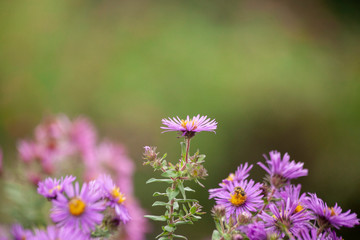 A closeup of a purple New England aster flower with a blurry green background.