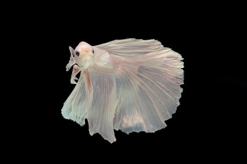 White betta fish, Siamese fighting fish, betta splendens (Halfmoon betta, Pla-kad (biting fish) isolated on black background. File contains a clipping path.