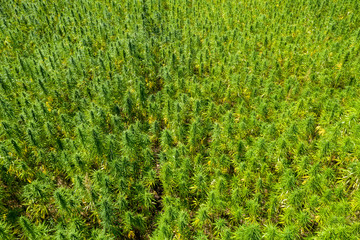 Wide Aerial view of a beautiful marijuana CBD hemp field