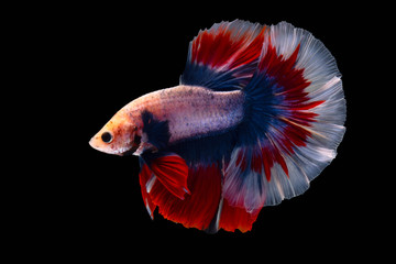 Multi-colored fighting fish, isolated on a black background.