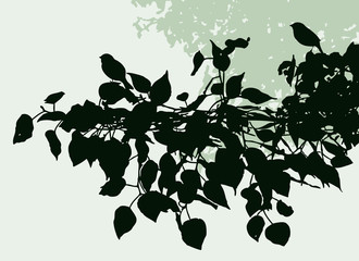 Vector image of silhouettes of sparrows sitting on linden branch on summer day