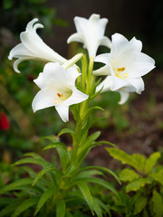 Symbol of purity, a Madonna lily