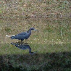 birds