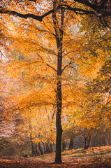 Autumn forest landscape with colorful trees in the park. Golden trees, the ground is strewn with leaves, gloomy sky. The concept of the onset of autumn.