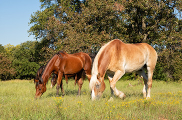 Small herd of horses grazing on a sunny fall pasture