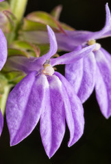 Closeup of lavendar-blue flowers of Great Blue Lobelia