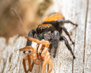 Female Apache jumping spider, Phidippus apacheanus, eating a large wolf spider on the side of a wooden fence post