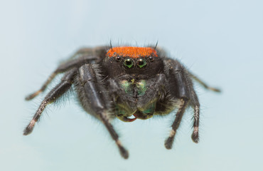 Beautiful male Phidippus apacheanus jumping spider on light blue background