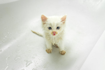 Obraz premium A small white kitten sits in the bathroom and waits for it to be washed. Cleanliness and hygiene of pets.