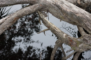Reflections on the river