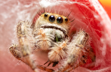 Extreme closeup of a beautiful adult female Phidippus clarus jumping spider peeking out of her silken nest on top of a red rain gauge