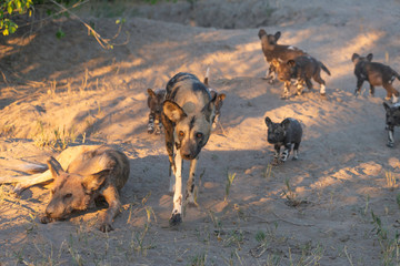 portrait of a african wild dog family 