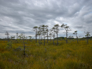 Obraz premium beautiful swamp lakes, swamp moss and grass, small swamp pines, beautiful cloud reflections in the water