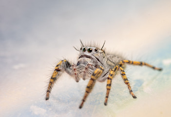 Three-quarter front view of a female Phidippus mystaceus jumping spider looking up