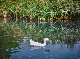 Fototapeta premium white duck swims in a pond against the background of a lump, lifestyle, walks in the park