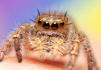 Closeup of an absolutely gorgeous female Phidippus princeps jumping spider against purple and yellow background