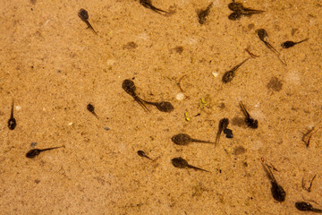 Fototapeta na wymiar The larvae of frogs - tadpoles