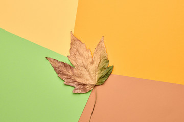 Autumn Fashion Flat lay, Maple Leaf. Fall creative