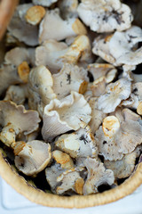 White Montana Chantrelles