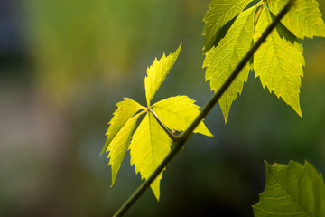 The leaves of wild grapes.