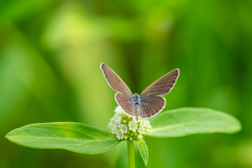 Butterfly on flower