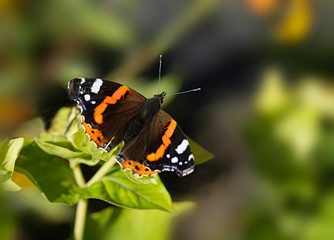 Fototapeta na wymiar colorful autumn butterfly