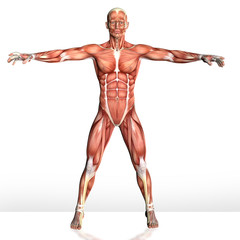 3d illustration of Male Body  Muscles Anatomy
