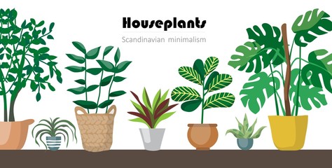 Fototapeta na wymiar Collection of decorative houseplants isolated on white background. Bundle of trendy plants growing in pots or planters. Set of beautiful natural home decorations. Flat colorful vector illustration.