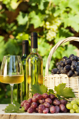 Fototapeta na wymiar Colorful grapes and white wine