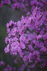 blooming rosemary in the Altai mountains