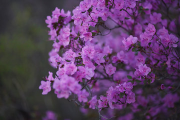 blooming rosemary in the Altai mountains