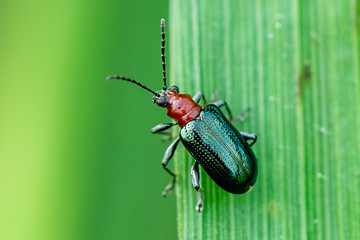 beetle on leaf - obrazy, fototapety, plakaty