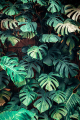 Fototapety  Zielone liście Monstera philodendron, roślina rosnąca w ogrodzie botanicznym, rośliny lasów tropikalnych, wiecznie zielone winorośle streszczenie tło.