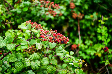 Obraz premium Blackberries on the bush black and red ripe, tasty food, healthy