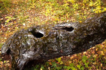  two-hole live birch trunk