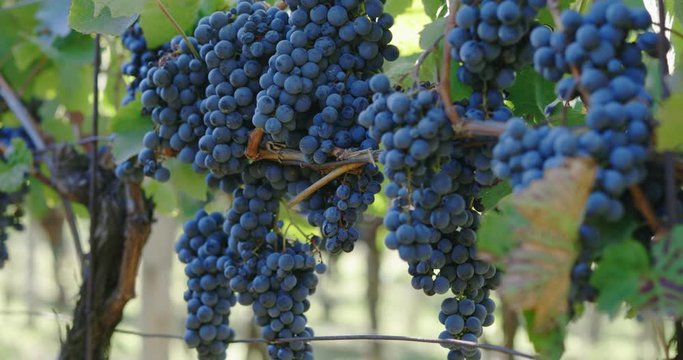  Bunch of ripe blue grapes on a vineyard in autumn, dolly shot 