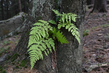 Paproć na pniu  © calibanx
