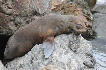 Fototapeta premium Fur seal chilling at the Pacific Ocean on the South Island of New Zealand