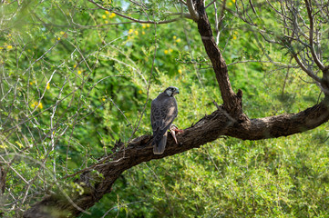 Laggar falcon or Falco jugger feeding Spiny tailed lizard or Uromastyx in beautiful isolated green background. Migratory bird Sitting on a tree trunk perch at desert national park, jaisalmer, india