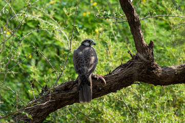 Laggar falcon or Falco jugger feeding Spiny tailed lizard or Uromastyx in beautiful isolated green background. Migratory bird Sitting on a tree trunk perch at desert national park, jaisalmer, india