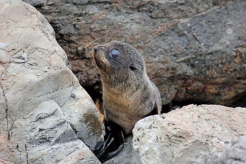 Fur baby seal chilling at the Pacific Ocean on the South Island of New Zealand