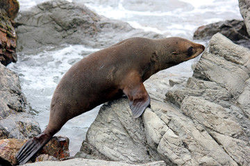 Fur seal chilling at the Pacific Ocean on the South Island of New Zealand