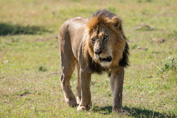 snarling male lion