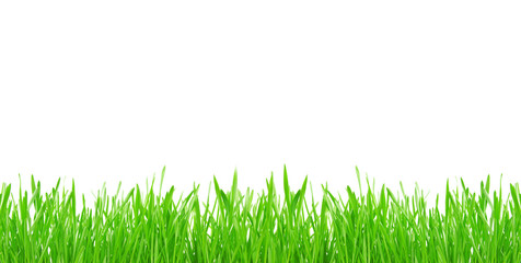 Fototapeta premium Green grass isolated on white background