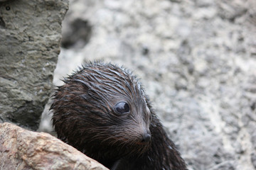 Fur seal chilling at the Pacific Ocean on the South Island of New Zealand